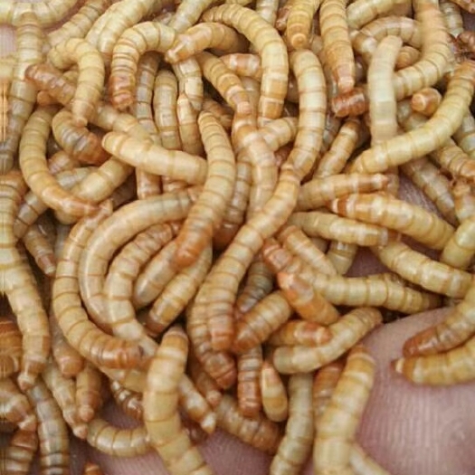 六盘水全国大量出售各种尺寸黄粉虫