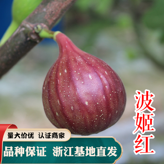 波姬红无花果苗 波姬红 无花果苗基地批发新山苗场