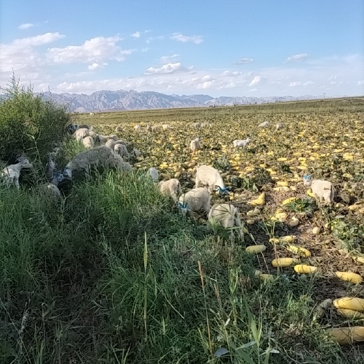 杭锦后旗草地。山羊肉绵羊肉。