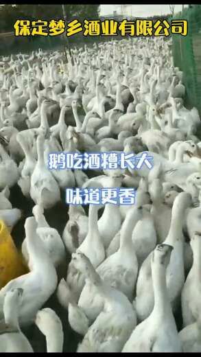 定兴县白鹅  土鹅(散养)