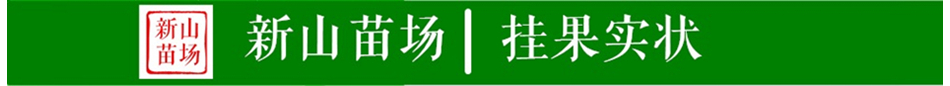 东魁杨梅树苗 优质杨梅苗 嫁接杨梅树苗 杨梅苗 量大优惠