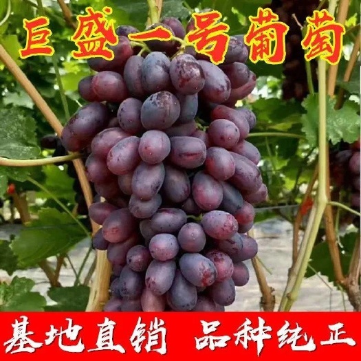 平邑县巨盛一号葡萄苗  皮薄肉多香甜可口量大优惠可以来实地考察挖苗看苗签证诚信经营。