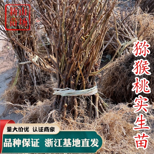 嵊州市狗枣猕猴桃苗猕猴桃实生苗猕猴桃苗实生苗猕猴桃砧木可嫁接猕猴桃