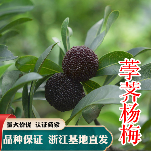 嵊州市荸荠杨梅种苗 杨梅苗，嫁接杨梅苗，大黑炭杨梅树苗