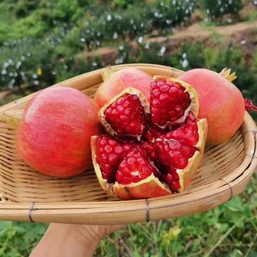 西昌市 突尼斯软籽石榴，新鲜采摘