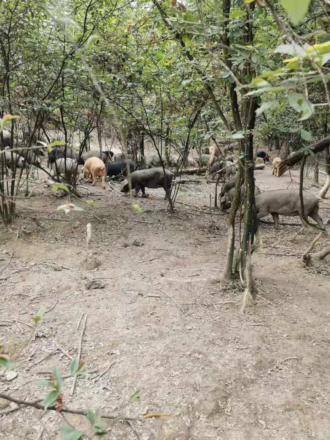 黑猪  散养跑山猪