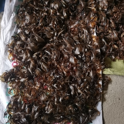 灵璧县土地龙  干湿地龙蚯蚓