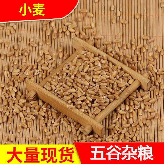 中牟县小麦 优质白麦  酿酒小麦