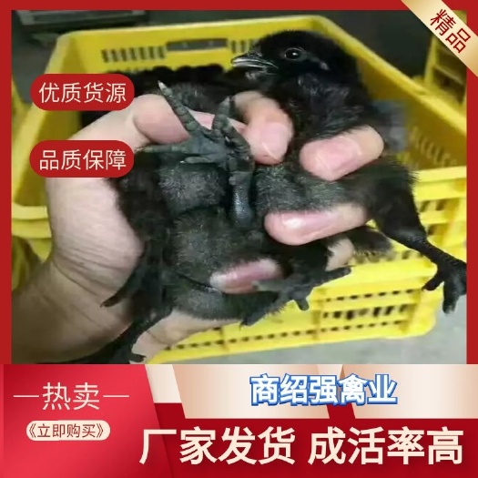鸡苗，大种五黑鸡苗，蛋大，母可长到四斤半左右，