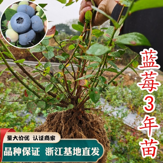 嵊州市南高丛蓝莓苗 三年蓝莓地苗 试种 当年结果 丰产果大
