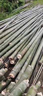 广德市毛竹，大棚竹竿，建筑防护竹竿，养殖用竹竿