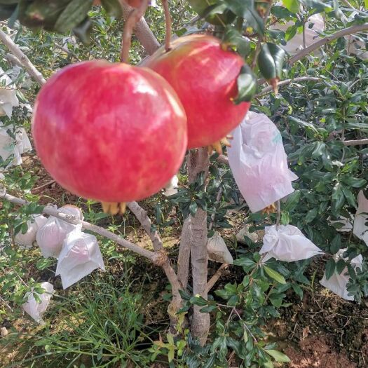 攀枝花 突尼斯软籽石榴精品小果