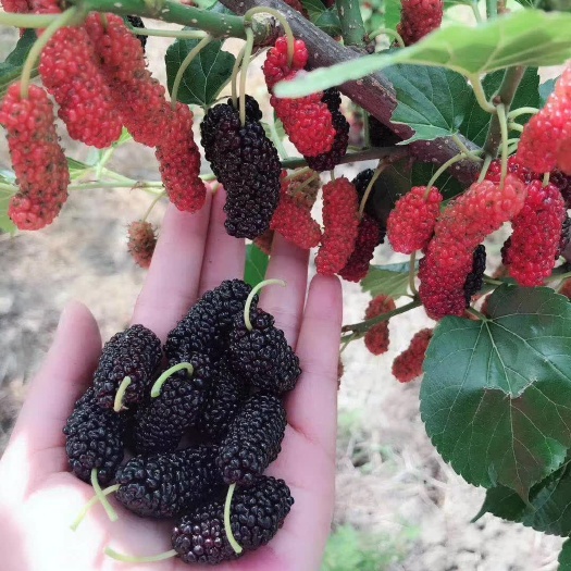 四季大果桑苗  早熟品种当年种植次年挂果南北方可种