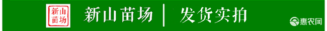 阳丰甜柿苗 脆甜柿 甜柿 果型漂亮 耐储存