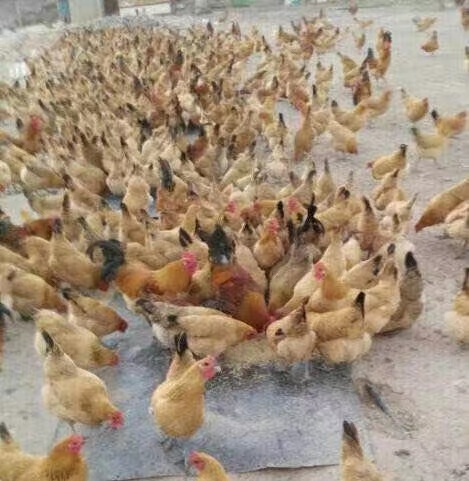 衡阳优质湖南土鸡苗，湘黄土鸡苗孵化场直销，包运费