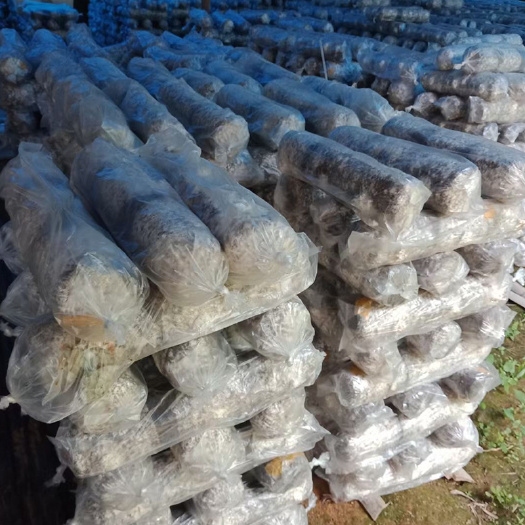 漳平市香菇菌种  优质香菇品种L808