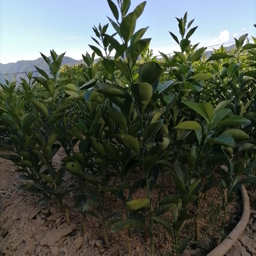 安远县纽荷尔赣南脐橙苗