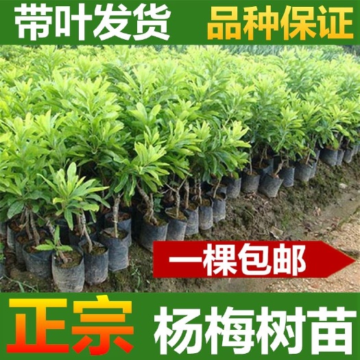 灵山县正宗嫁接杨梅树苗杨梅苗黑炭杨梅东魁杨梅树苗盆栽地栽南北方种植