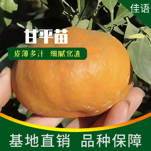 甘平柑橘苗  晚熟杂交柑橘品种 果子扁平 化渣