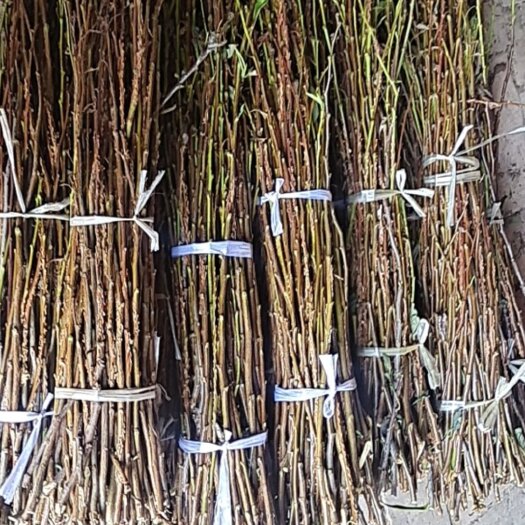 大荔县金蝉卵枝