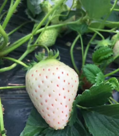 泰安草莓苗 草莓品种苗