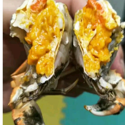 盘山县稻田蟹  螃蟹成熟进入旺季，想吃螃蟹的朋友准备开抢喽，品尝舌尖上的美味