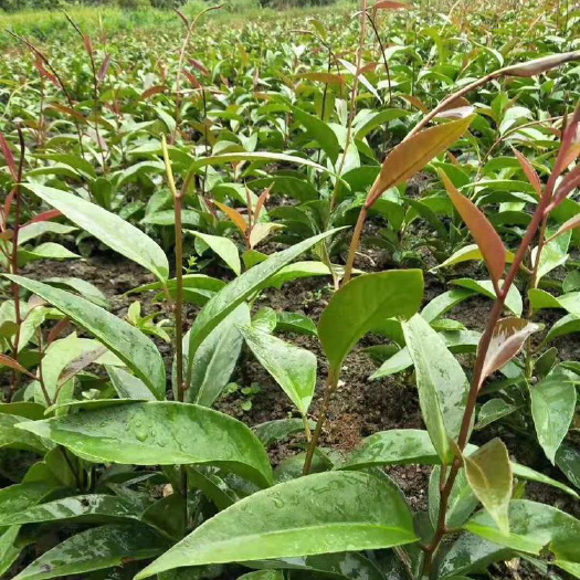 基地批发泸州布福娜苗、古蔺叙永百香果苗泸县合江黄皮果小苗