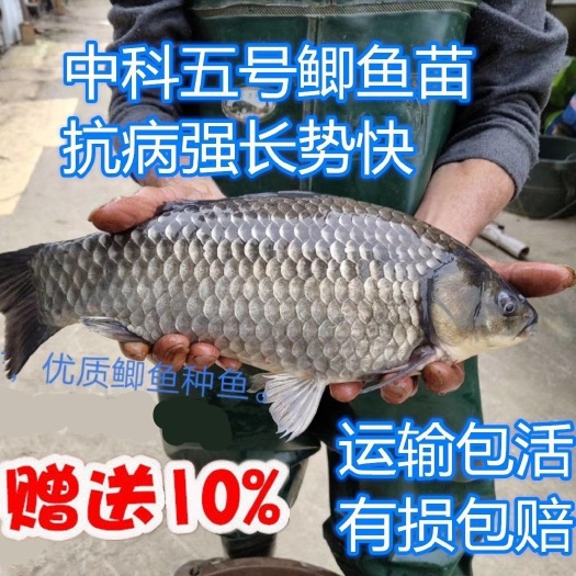 长沙鲫鱼苗  包邮鲫鱼水花苗中科五号工程鲫湘云鲫高背淡水养殖活体