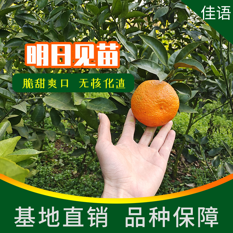 简阳市明日见柑橘苗果苗基地直发品种保障