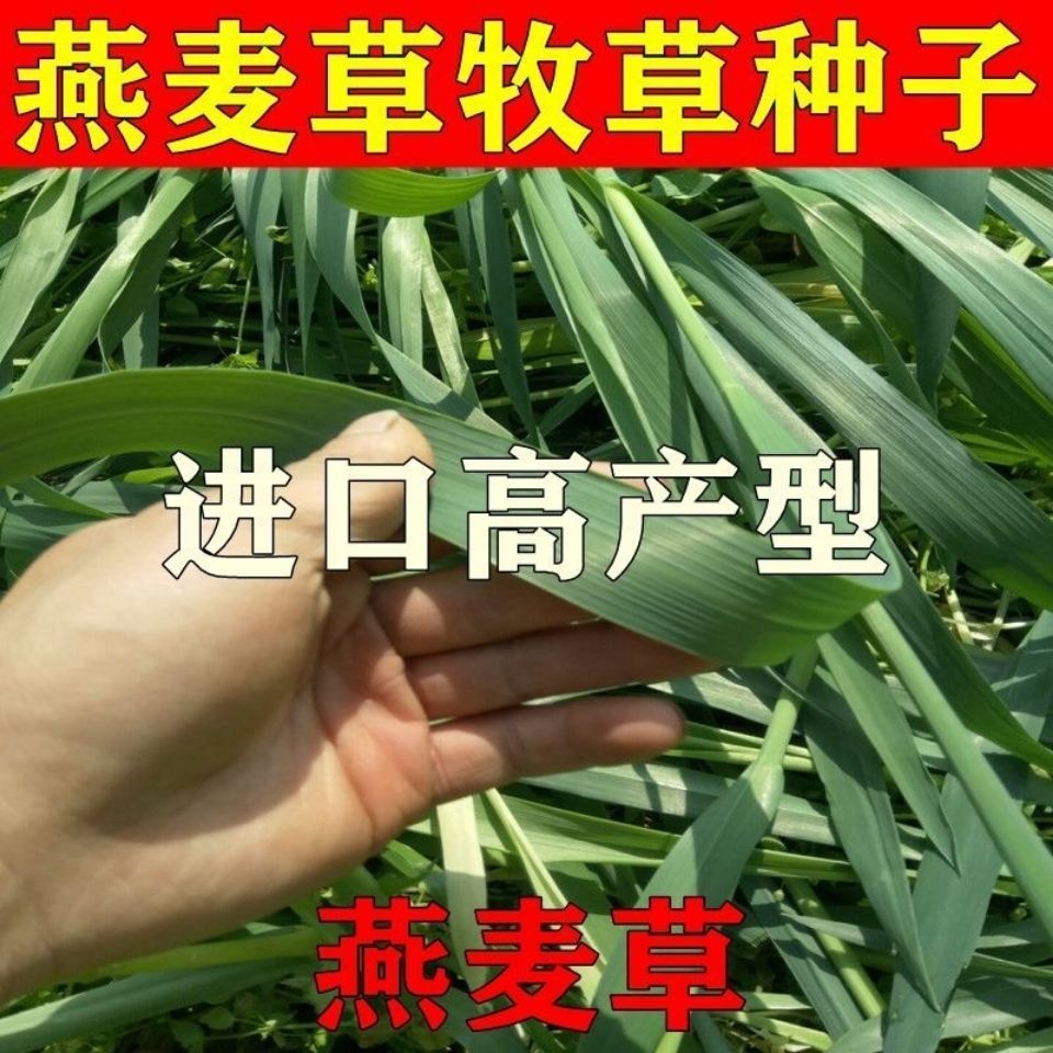 燕麦草种子  牧草 鱼陆龟荷兰猪兔子饲料燕麦种子 草籽种