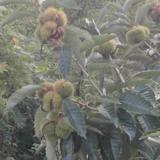 兴隆县迁西板栗  味道甜美，富含多种矿物质。