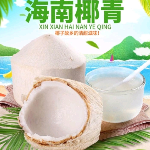 文昌市椰子  海南椰青:厂家直销:整车批发:(九个装)