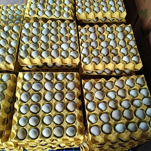 东台市绿壳蛋  精品绿壳，草鸡蛋，虫草鸡蛋 新鲜干净支持全国发货