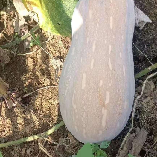 东方市南瓜牛腿瓜贝贝南瓜磨盘瓜养殖南瓜。