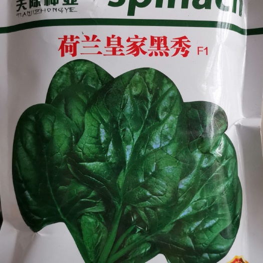 余干县荷兰菠菜种子亲本育成的杂交一代菠菜新品种。早熟,生长迅速