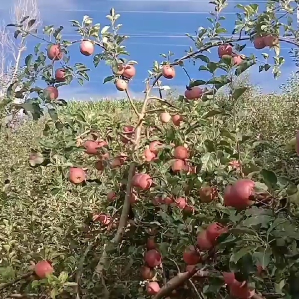 昭通丑苹果，口感，甜-脆