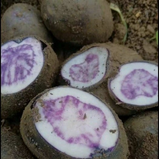 六盘水 乌洋芋紫土豆黑土豆