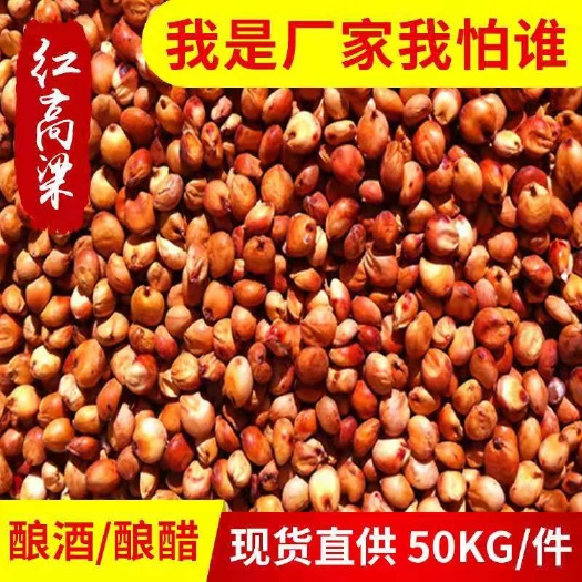 中牟县大颗粒红高粱  红高粱  磨面高粱