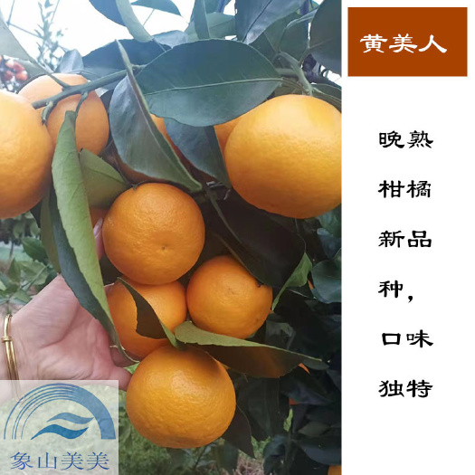 象山县黄美人柑橘苗  象山柑橘苗批发，优质晚熟杂柑，新品种