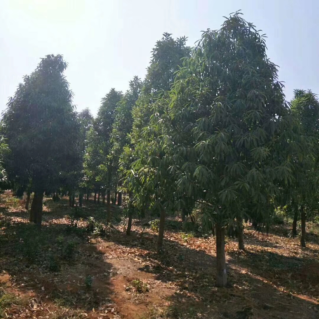 九江棱角山矾 供应棱角三矾 棱角三矾苗木基地 棱角三矾小苗价格