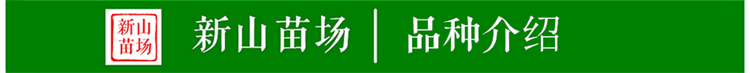 太秋甜柿苗 浙江正宗大秋（太秋）嫁接柿子树苗 砧木亲和性好