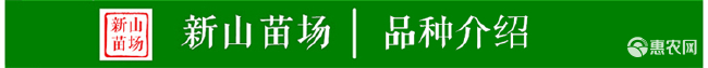 太秋甜柿苗 浙江大秋（太秋）嫁接柿子树苗 砧木亲和性好