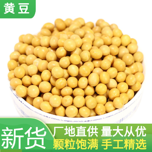 中牟县大豆  黄豆   东北黄豆  专门豆浆豆