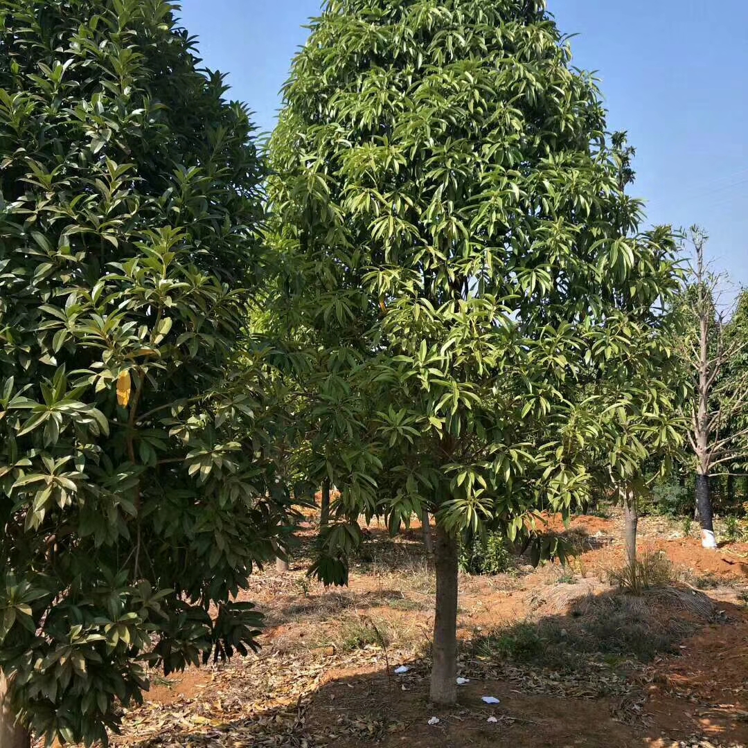 棱角山矾 供应棱角三矾 棱角三矾苗木基地 棱角三矾小苗价格