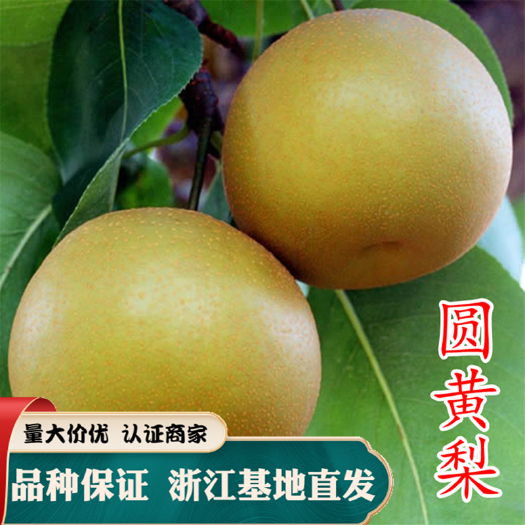 圆黄梨苗你 园黄 嫁接 丰产性好 抗黑斑病力强，易管理。