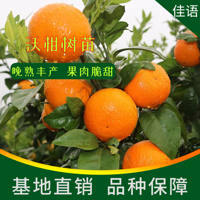 简阳市沃柑苗四川沃柑树苗批发基地直销品种保障