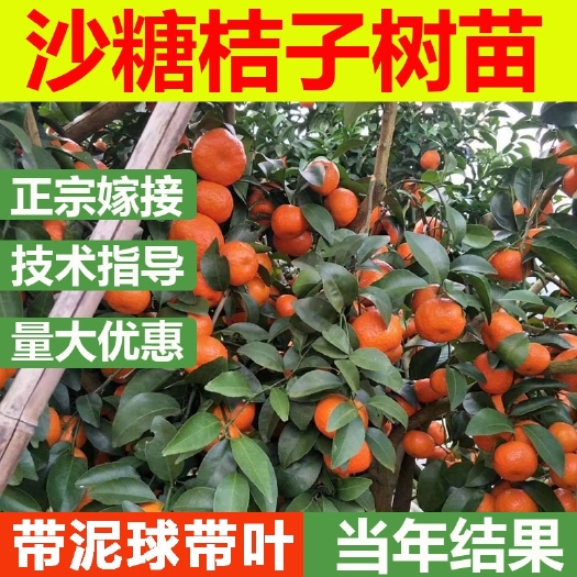 杭州沙糖桔苗广西沙糖桔子树苗嫁接金葵四会砂糖橘子盆栽果树南方种植