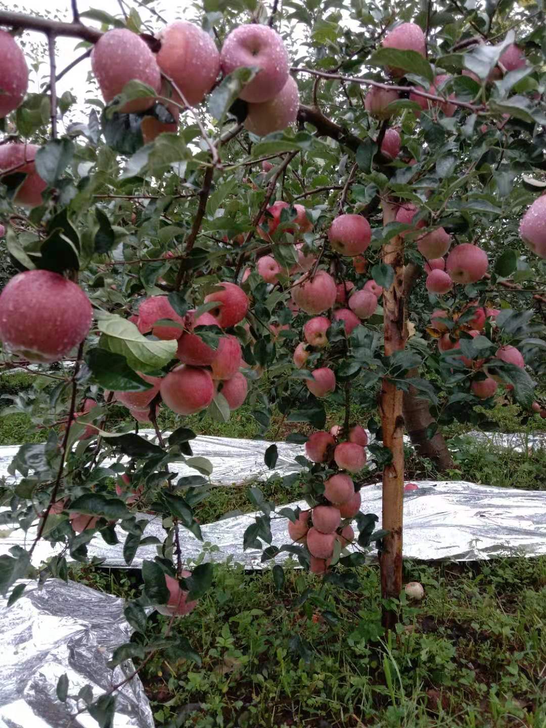 红富士苹果  昭通丑苹果