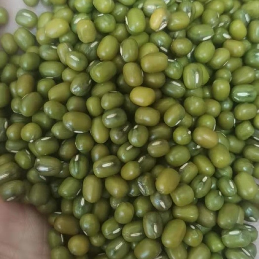 临沂明绿豆 毛绿豆，绿豆汤 绿豆糕原料 五谷杂粮