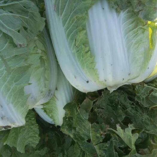 大同 精品大白菜。